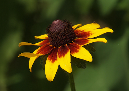 [Side view of a flower with a brown cone in its center has several alternating petals curled upward so not all of the petals are visible. The petals are yellow on the outward portion and brownish-red on the inner portion. Each petal converges to a point at the outward edge.]